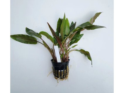 Cryptocoryne undulata red