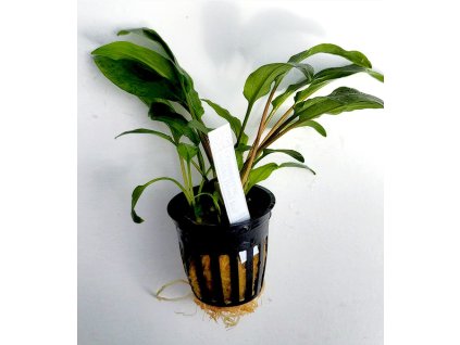 Cryptocoryne wendtii broad leaf