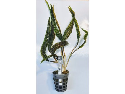Cryptocoryne balansae brown