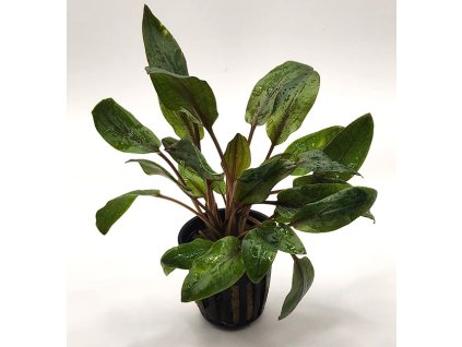 Cryptocoryne wendtii Mi Oya