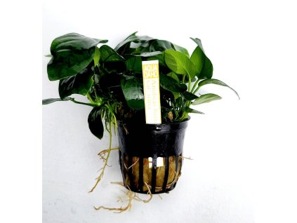 Anubias barteri var. nana