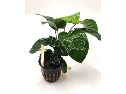 Anubias barteri var. barteri