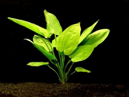 Echinodorus horizontalis