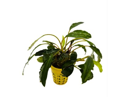 Bucephalandra sp.Venus