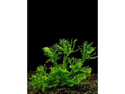 Microsorium pt. Windelov