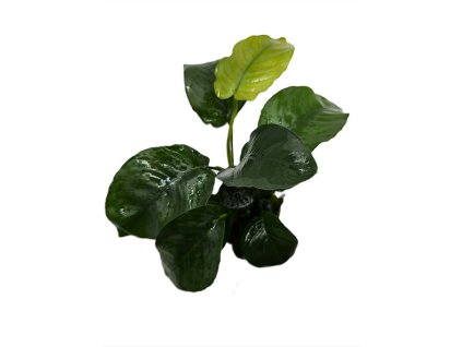 Anubias barteri var. barteri Broad leaf