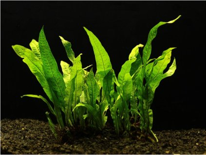 Microsorium pteropus