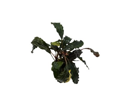 Bucephalandra biblis red