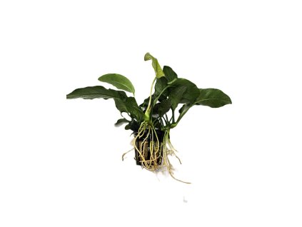 Anubias barteri var. barteri Oriental green