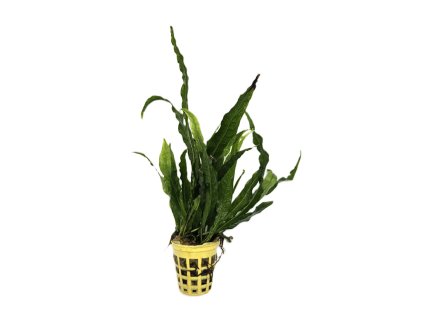 Microsorium pteropus Narrow