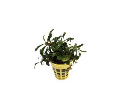 Bucephalandra Lamandau