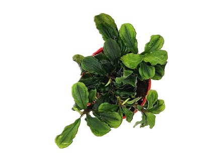 Bucephalandra green wavy