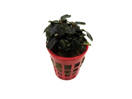 Bucephalandra Deep blue