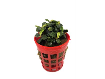 Bucephalandra brownie ghoust ulu kapus