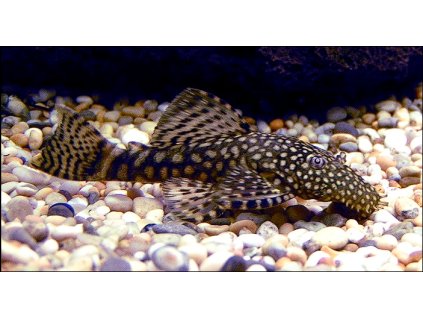 Ancistrus SP.
