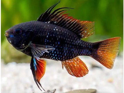 Cichlidka Ramirezova černá - Mikrogeophagus ramirezi black