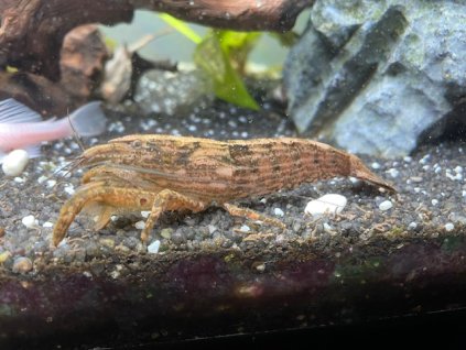 Kreveta molucká 8-10 cm - Atyopsis moluccensis