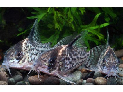 Leucomelas