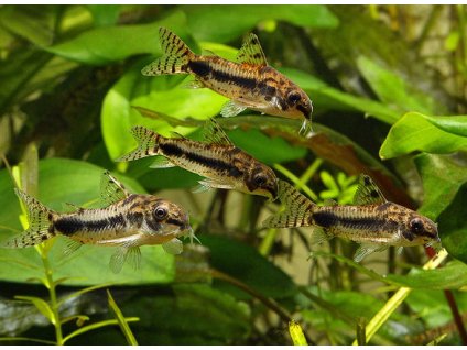 Habrosus