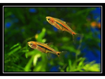 Razbora skvrnoocasatá - Boraras urophthalmoides