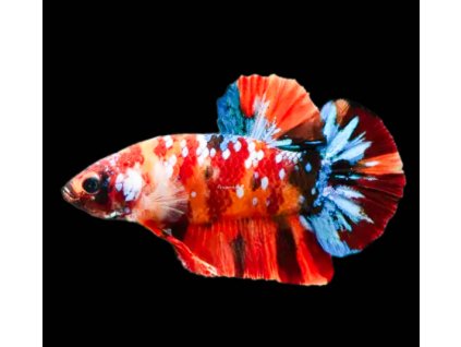 Betta Koi