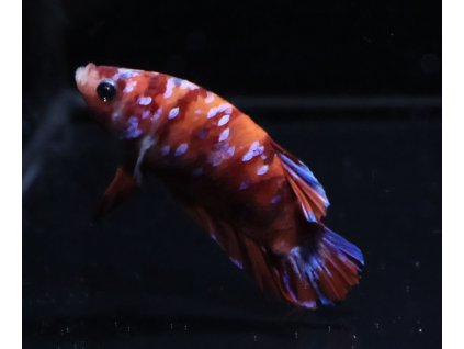 Bojovnice pestrá - Betta splendens Koi samec