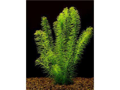 Egeria najas