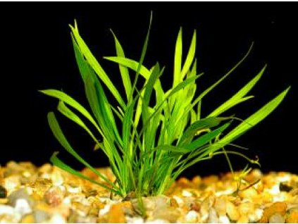 Echinodorus tenellus