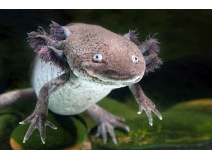 Axolotl B 01