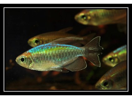 Afrotetra konžská - Phenacogrammus interruptus