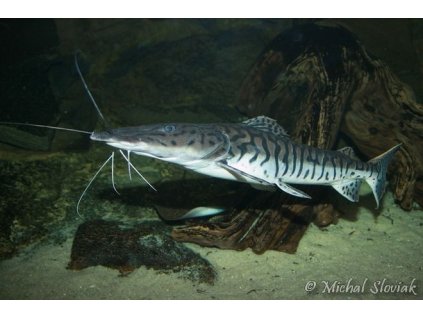 Anténovec pruhovaný  10cm - Pseudoplatystoma fasciatum