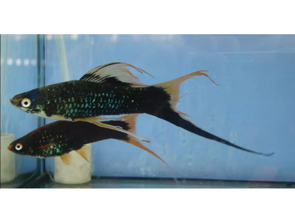 Mečovka mexická černá - Xiphophorus hellerii 'black'