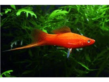 Mečovka mexická - Xiphophorus hellerii