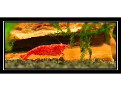 Neocaridina Red cherry