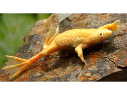 hymenochirus gold sav