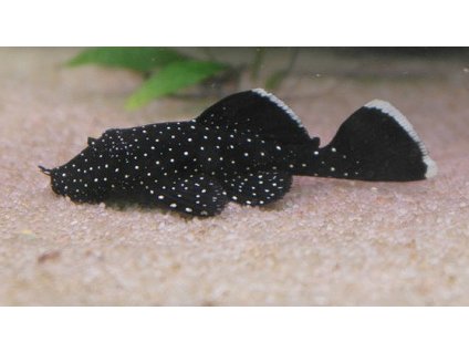 Ancistrus L213 (2-3 cm) - Ancistrus L213