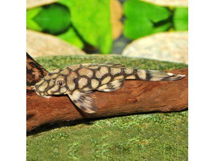 Krunýřovec Rio Itenez - Ancistrus sp. Rio Itenez L519