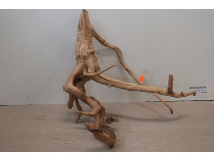 Kořen Čajovník Čínský