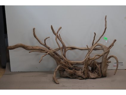 Kořen Čajovník Čínský