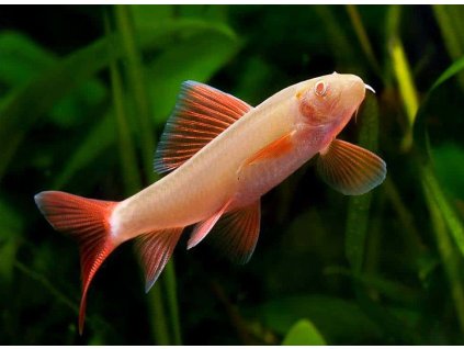 Parmicka thajska Albino