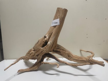 Kořen Čajovník Čínský