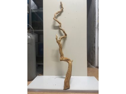 Kořen Čajovník Čínský