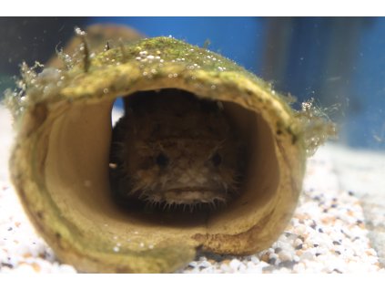 Žabohlavec trojtrnný - Batrachomoeus trispinnosus