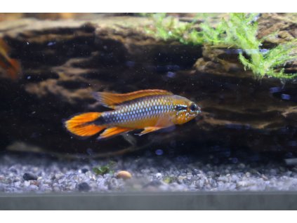 Cichlidka Agassizzi Double Red