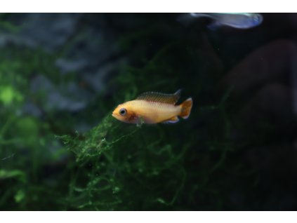 Cichlidka Agassizova Fire red - Apistogramma agassizii fire red