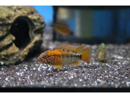 Cichlidka Viejita - Apistogramma Viejita