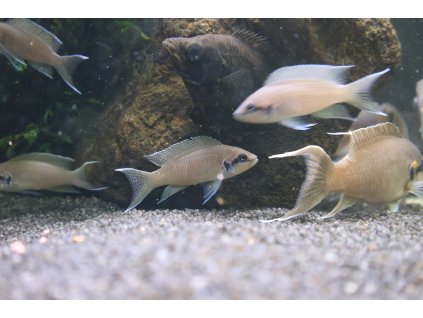 Pestřenec tanganický - Pelvicachromis tanganicanus