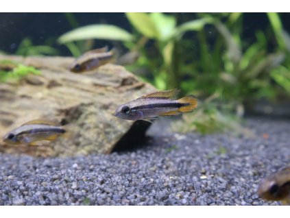 Cichlidka Agassizova - Apistogramma Agassizzi