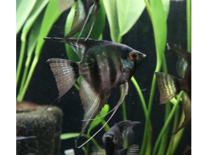 Skalára pinoy black