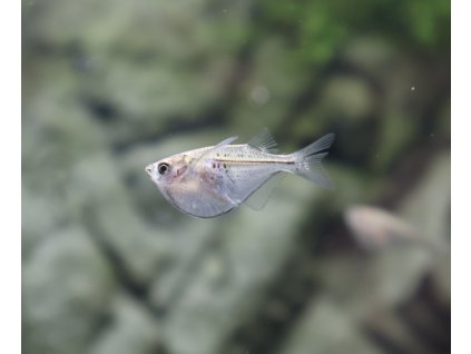 Sekernatka černopruhá - Gasteropelecus sternicla